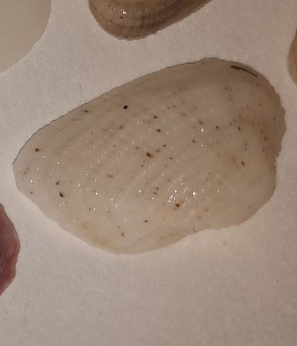 Barbatia divaricata observed 2023-03-29