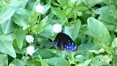 Euploea mulciber barsine