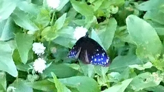 Euploea mulciber barsine