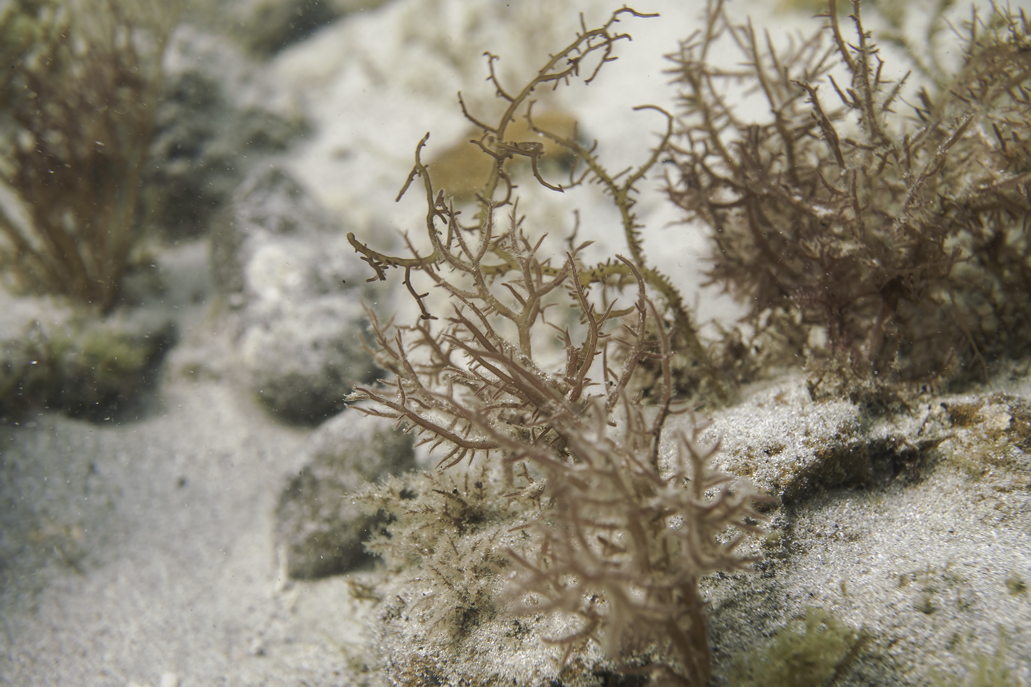 Helminthocladia australis