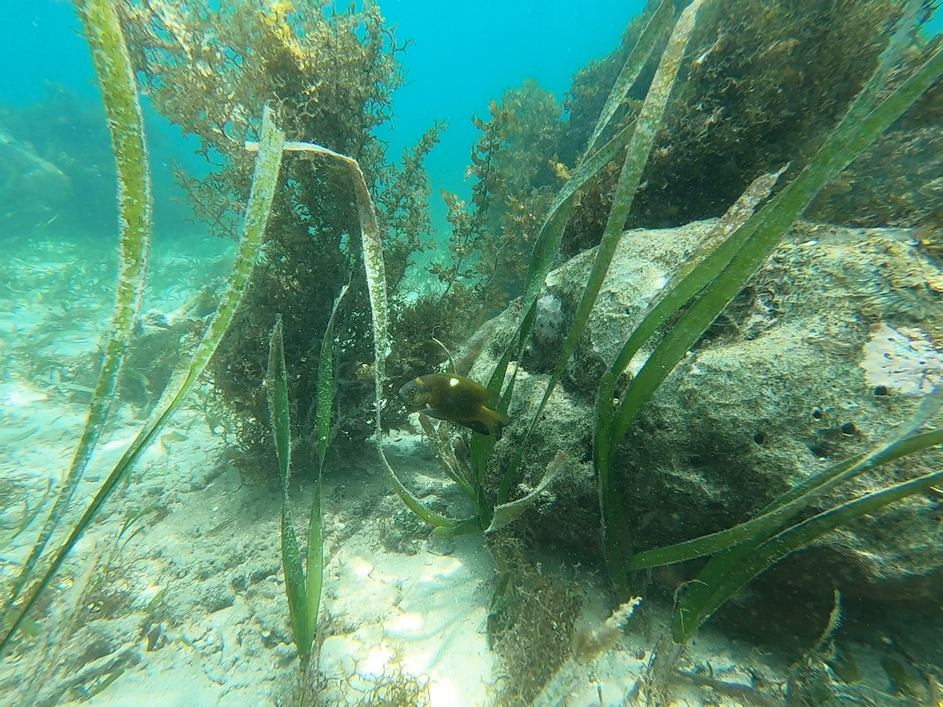 Dischistodus chrysopoecilus (Schlegel & Müller, 1839)