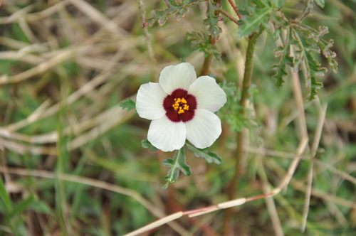 flower-of-an-hour