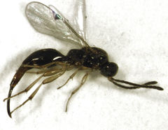 Oxyserphus