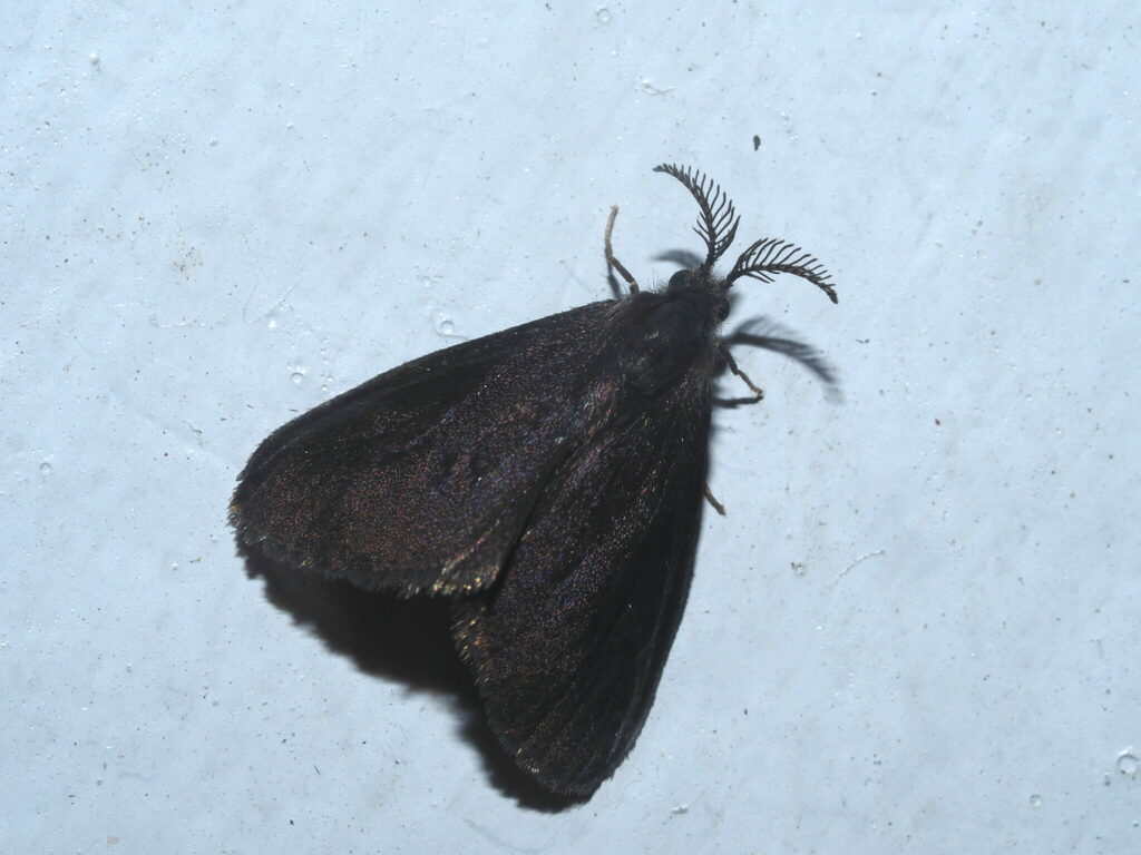 Grass Bagworm
