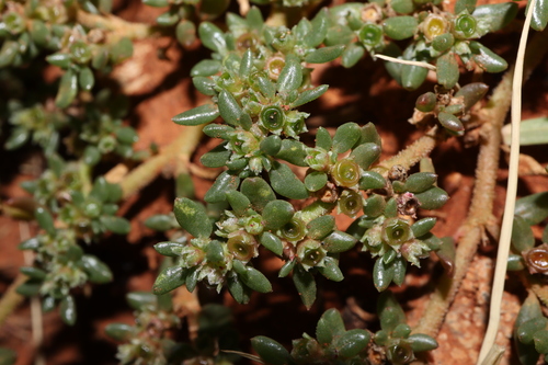Trianthema triquetrum