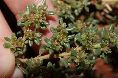 Trianthema triquetrum, photograph Thomas Mesaglio, CC BY, iNaturalist via GBIF