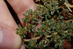 Trianthema triquetrum, photograph Thomas Mesaglio, CC BY, iNaturalist via GBIF