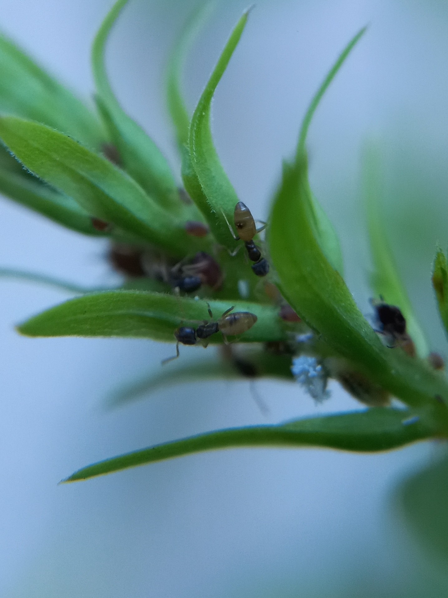 Tapinoma pithecorum