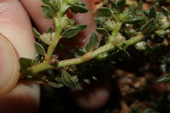 Trianthema triquetrum, photograph Thomas Mesaglio, CC BY, iNaturalist via GBIF