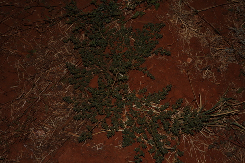 Trianthema triquetrum, photograph 6