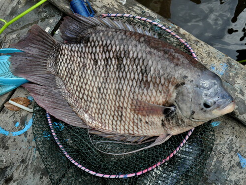Giant Gourami