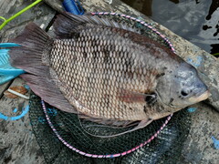 Giant Gourami photo 2