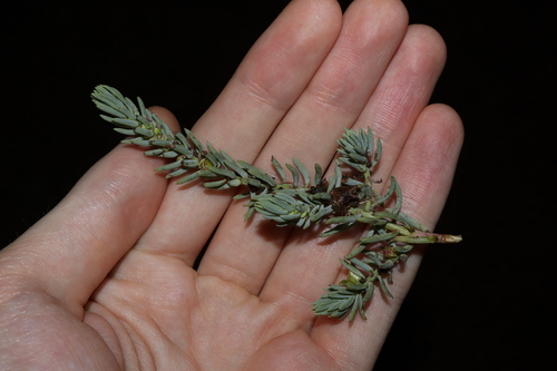 Image of Maireana triptera by (c) Thomas Mesaglio, some rights reserved (CC BY)