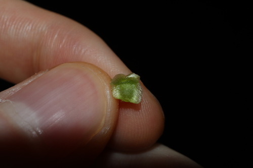 Image of Maireana triptera by (c) Thomas Mesaglio, some rights reserved (CC BY)