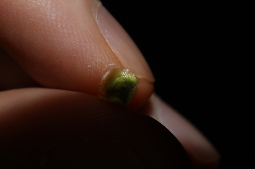 Image of Maireana triptera by (c) Thomas Mesaglio, some rights reserved (CC BY)