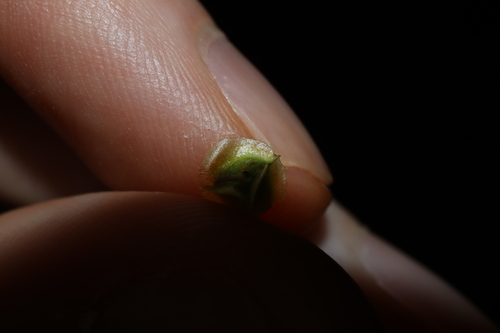 Image of Maireana triptera by (c) Thomas Mesaglio, some rights reserved (CC BY)