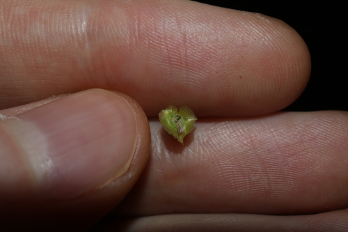 Image of Maireana triptera by (c) Thomas Mesaglio, some rights reserved (CC BY)
