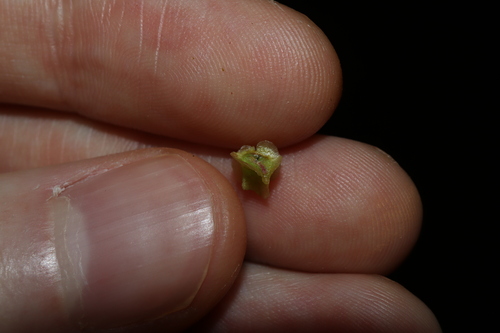 Image of Maireana triptera by (c) Thomas Mesaglio, some rights reserved (CC BY)