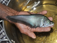 Sumatran Featherback photo 2