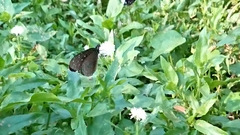 Euploea mulciber barsine