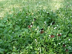 Euploea mulciber barsine