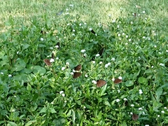 Euploea mulciber barsine