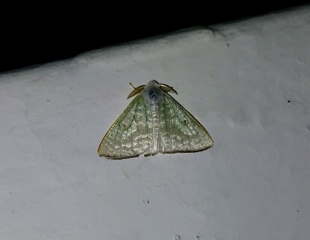 Arctornis rhopica
