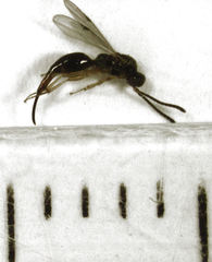 Oxyserphus