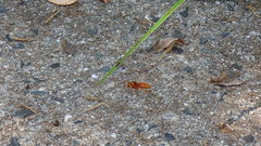 Vespa simillima xanthoptera