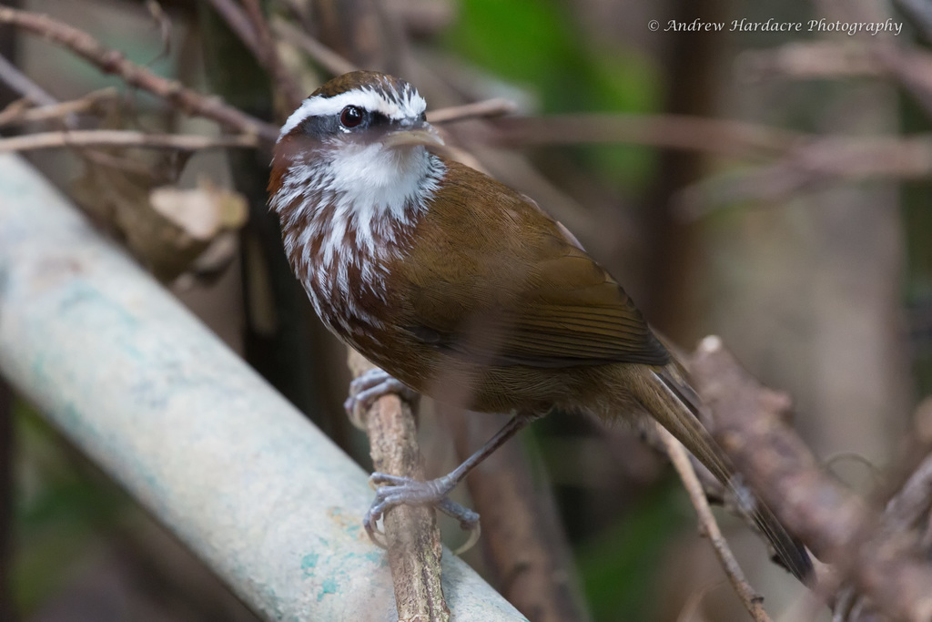 Streak-breasted Scimitar-Babbler