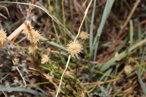 Image of Calotis lappulacea by (c) Thomas Mesaglio, some rights reserved (CC BY)