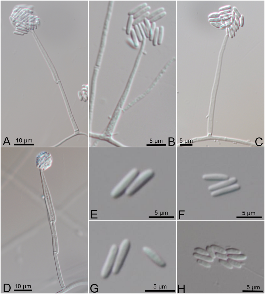 Sarocladium oryzae