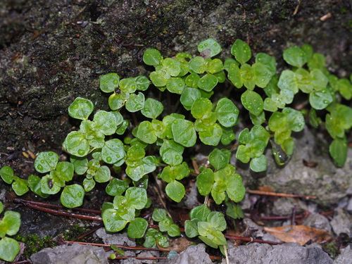 Pilea swinglei iNat (3)