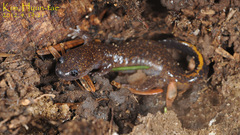 Tsushima Salamander photo 3