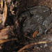 Tsushima Brown Frog - Photo (c) Kim, Hyun-tae, some rights reserved (CC BY-NC-SA), uploaded by Kim, Hyun-tae