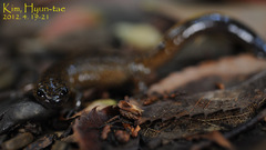 Tsushima Salamander photo 4