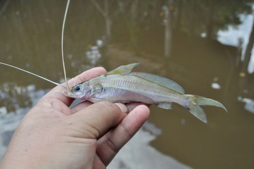 Singaringan-meerval (Mystus singaringan) — Bagridae — 4