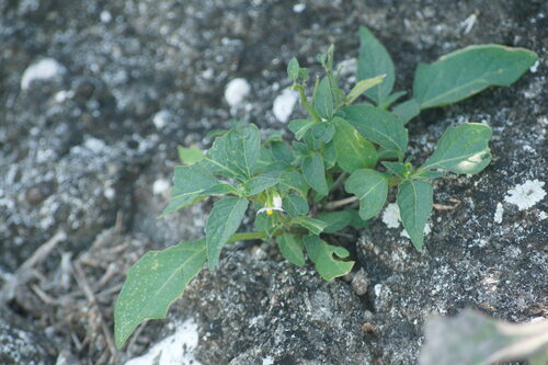 Solanum opacum observed 2023-03-24
