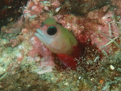 Mccoskerichthys sandae image