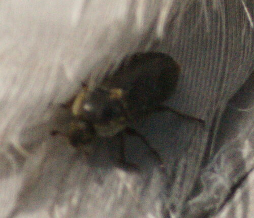Dermestes frischi observed 2023-03-24