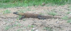 Varanus komodoensis