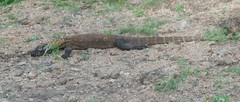 Varanus komodoensis