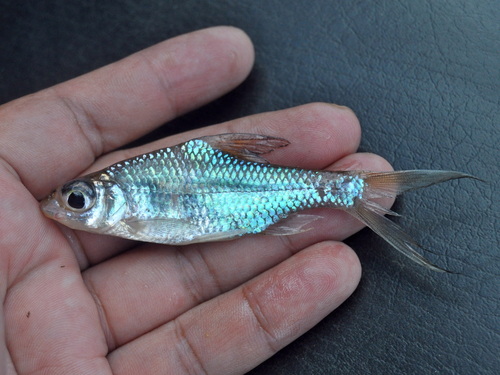 Threadfin barb (Cyclocheilichthys heteronema) — Cyprinidae