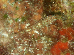 Coryphopterus urospilus image