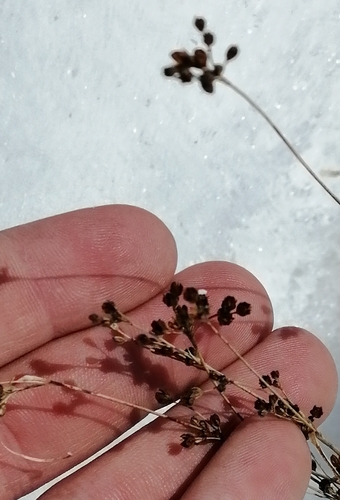 Roundfruit rush (Juncus compressus)