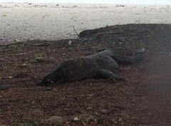 Varanus komodoensis