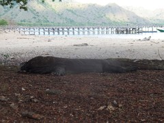 Varanus komodoensis