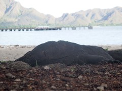 Varanus komodoensis
