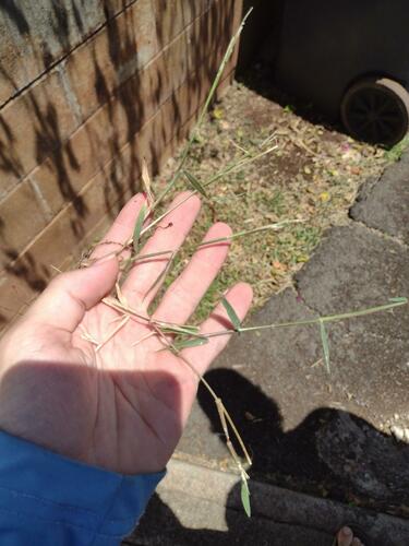 Moorochloa eruciformis observed 2023-03-24