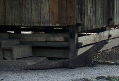 Varanus komodoensis